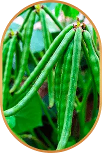 LivPure