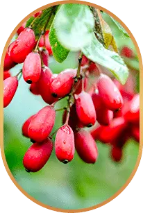 LivPure
