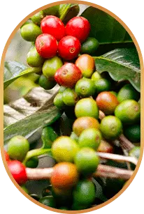 LivPure